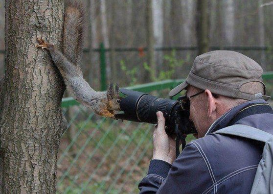 Image result for squirrel and camera